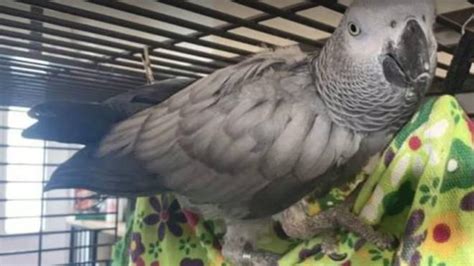 chanel the african grey|chanel the parrot found.